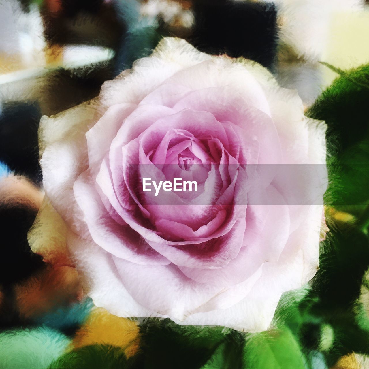 CLOSE-UP OF PINK FLOWER OUTDOORS