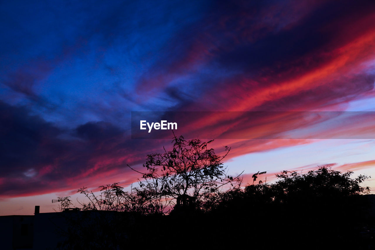 LOW ANGLE VIEW OF SILHOUETTE TREES AGAINST DRAMATIC SKY