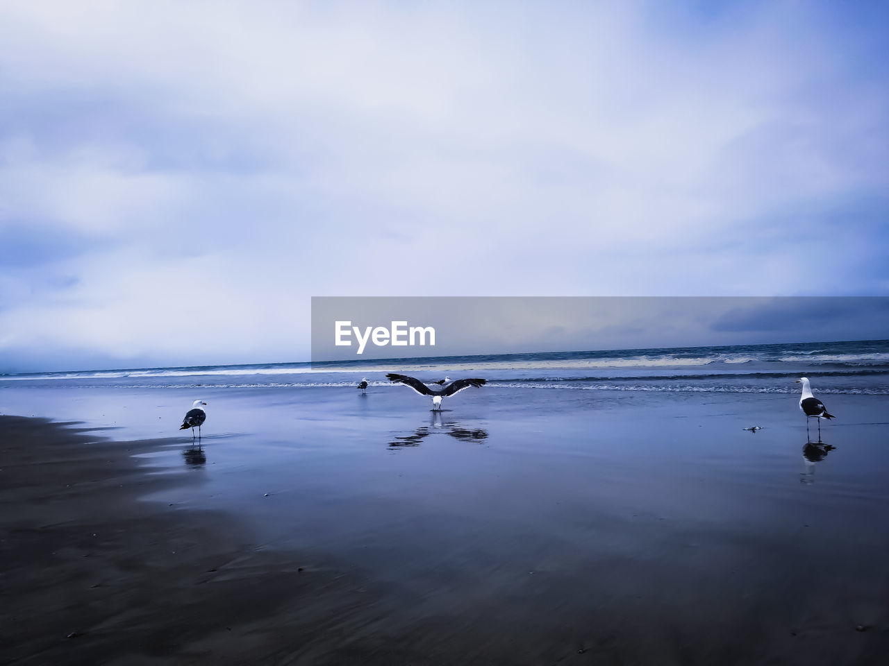 FLOCK OF SEAGULLS ON BEACH