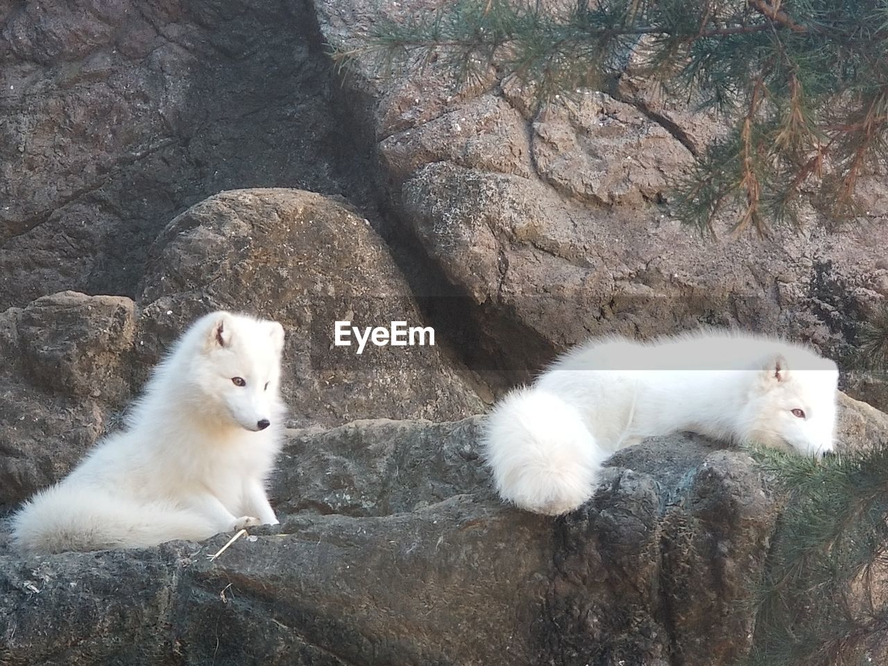 WHITE DOG RESTING ON ROCK