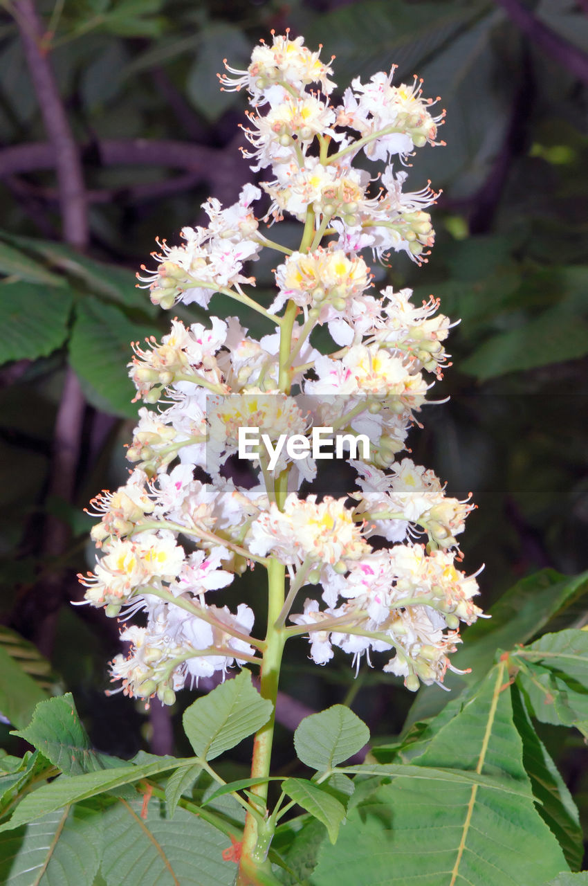 CLOSE-UP OF WHITE LANTANA BLOOMING OUTDOORS