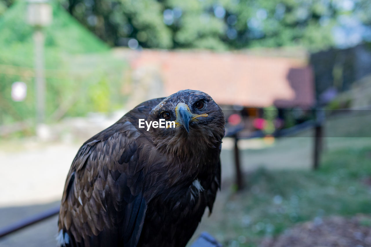 animal themes, animal, one animal, animal wildlife, bird, wildlife, bird of prey, beak, focus on foreground, animal body part, nature, no people, outdoors, zoo, day, close-up