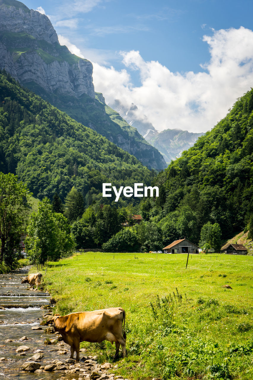 Cow standing on field by river against mountains