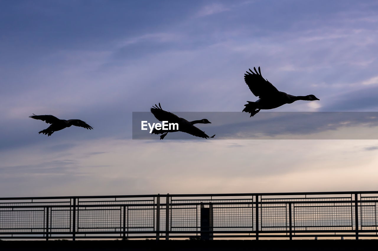 Three canada geese in silhouette flying over a railing at sunrise, old montreal, quebec, canada