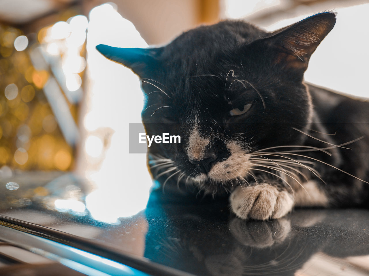CLOSE-UP OF CAT