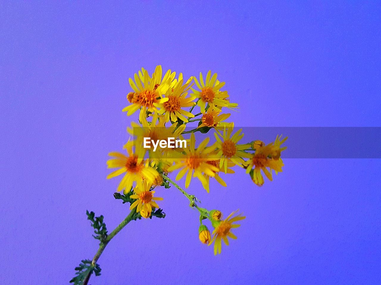 CLOSE-UP OF YELLOW FLOWERS AGAINST BLUE SKY