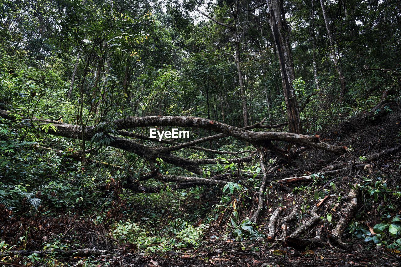 PLANTS GROWING ON LAND IN FOREST