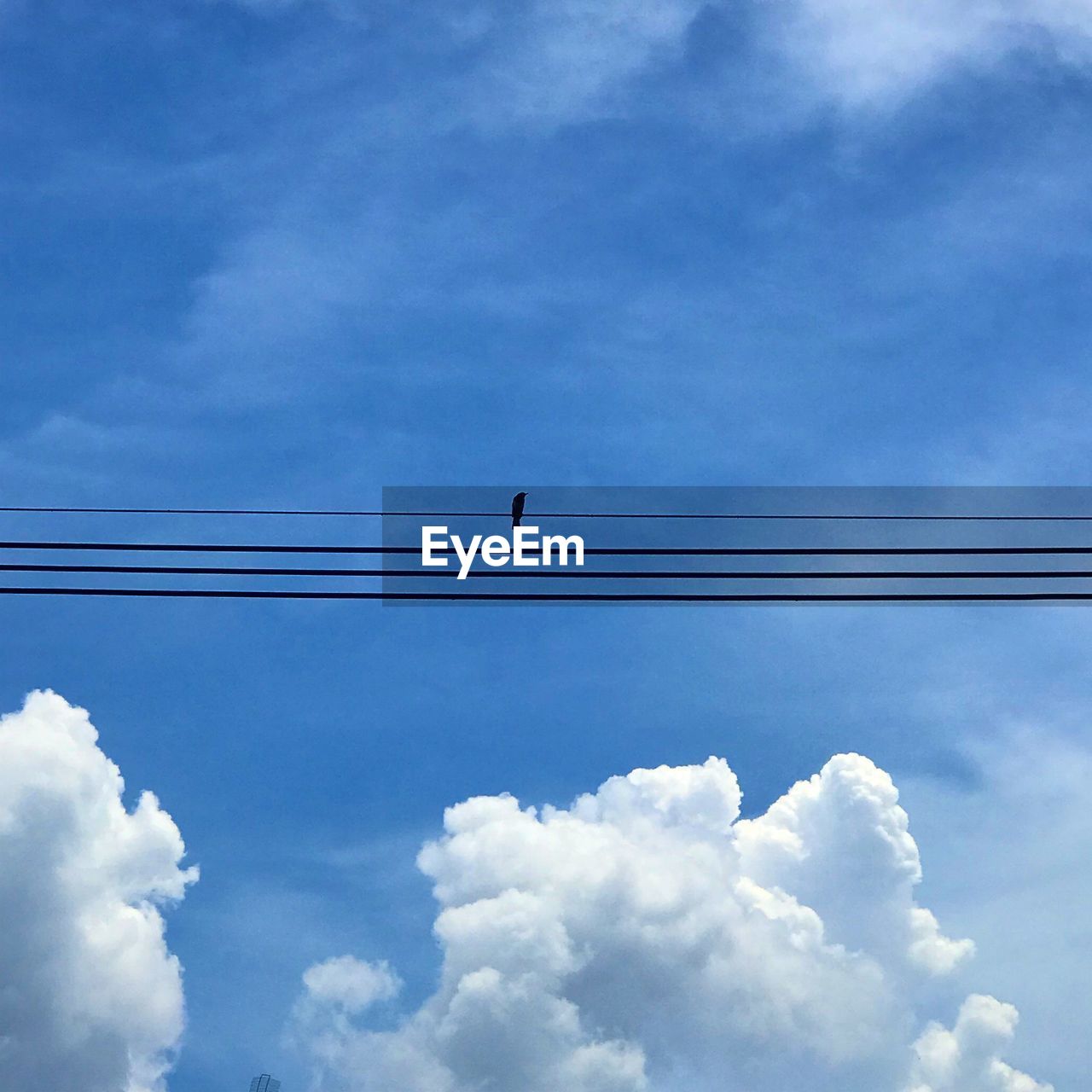 Low angle view of birds perching on cable