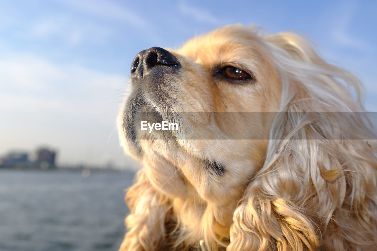 Close-up of a dog looking away