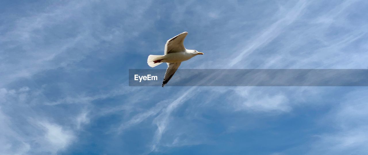 Low angle view of seagull flying in sky