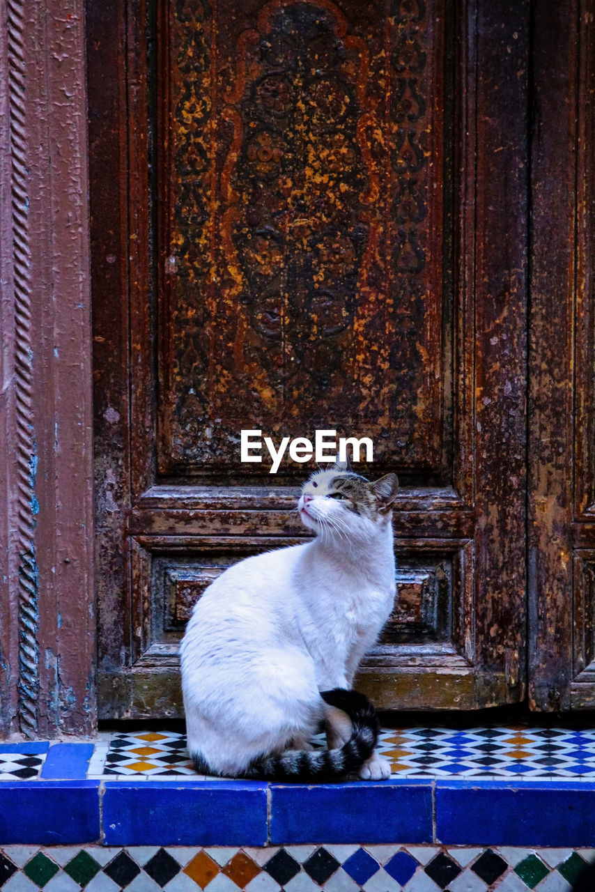 CAT SITTING ON DOOR OF HOUSE