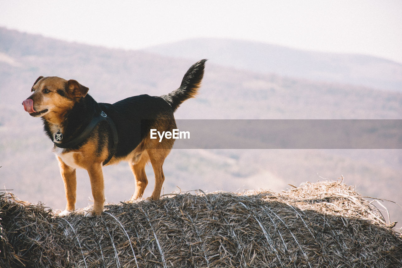 Dog on hay bale