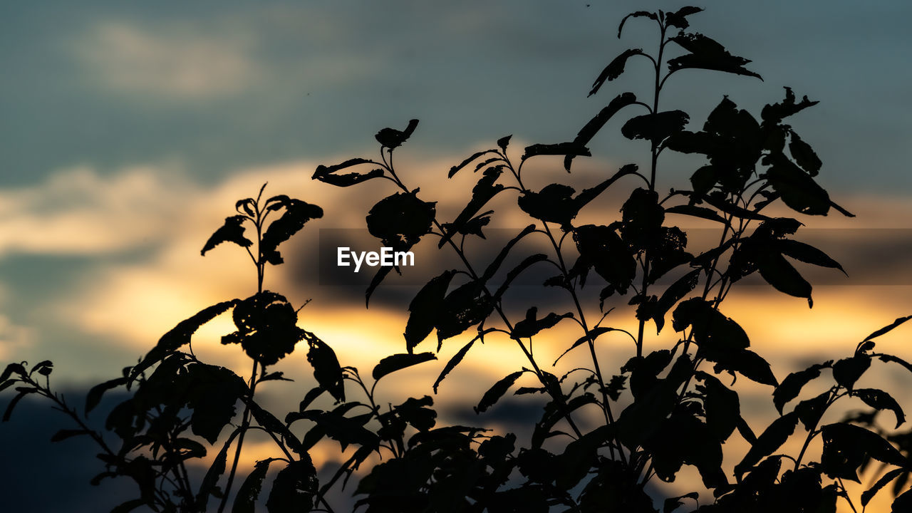 Low angle view of silhouette tree against sky during sunset