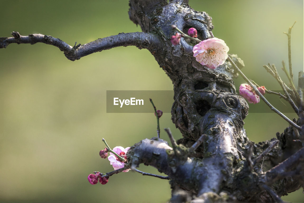 Plum close-up - plum bonsai