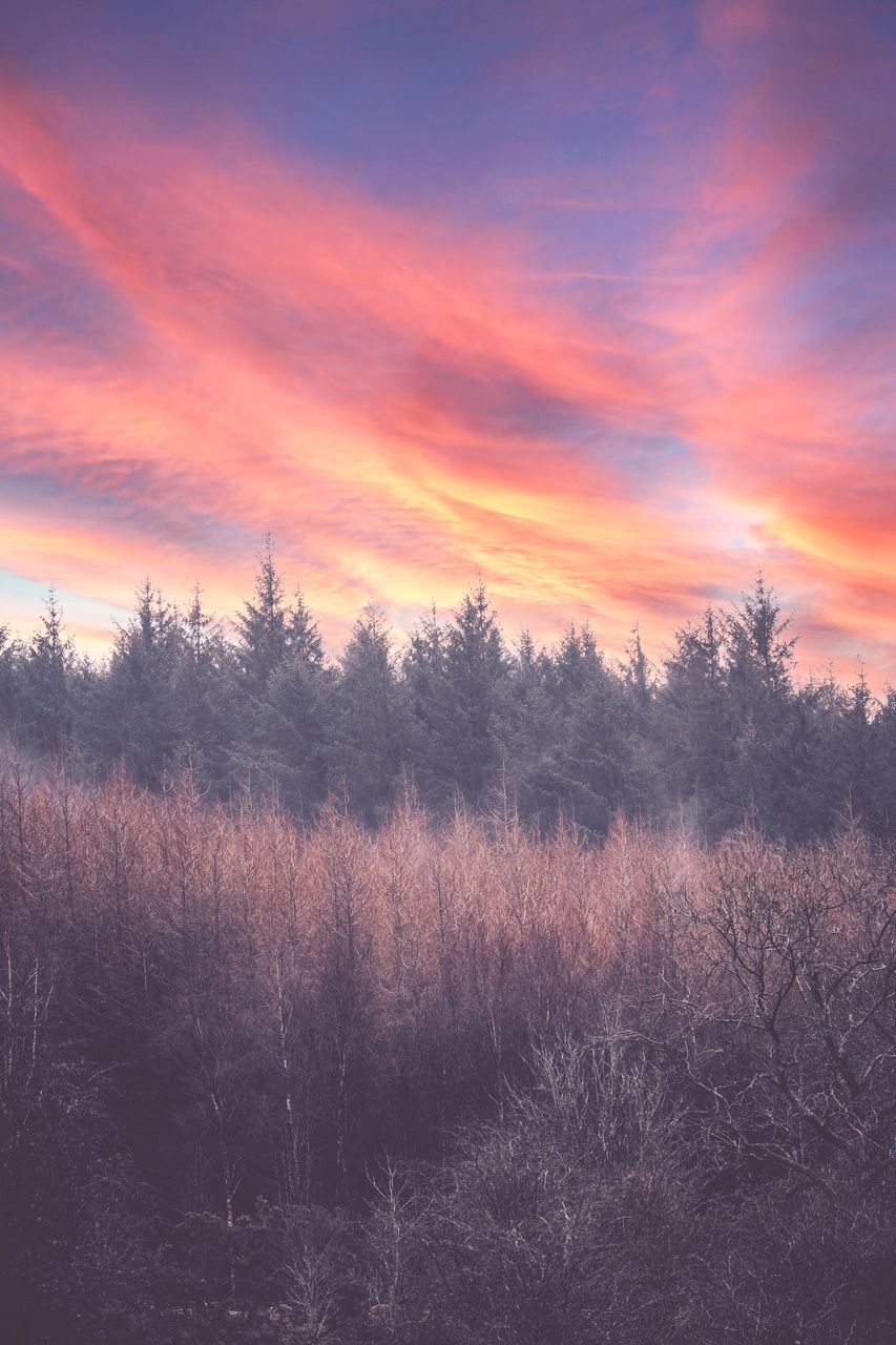 plant, sky, tree, beauty in nature, sunset, scenics - nature, tranquility, environment, landscape, nature, dawn, cloud, tranquil scene, land, no people, forest, non-urban scene, idyllic, orange color, prairie, woodland, evening, fog, outdoors, field, grass, sun, growth, horizon, winter, dramatic sky, twilight, rural scene, red sky at morning, sunlight, afterglow, silhouette, multi colored, coniferous tree