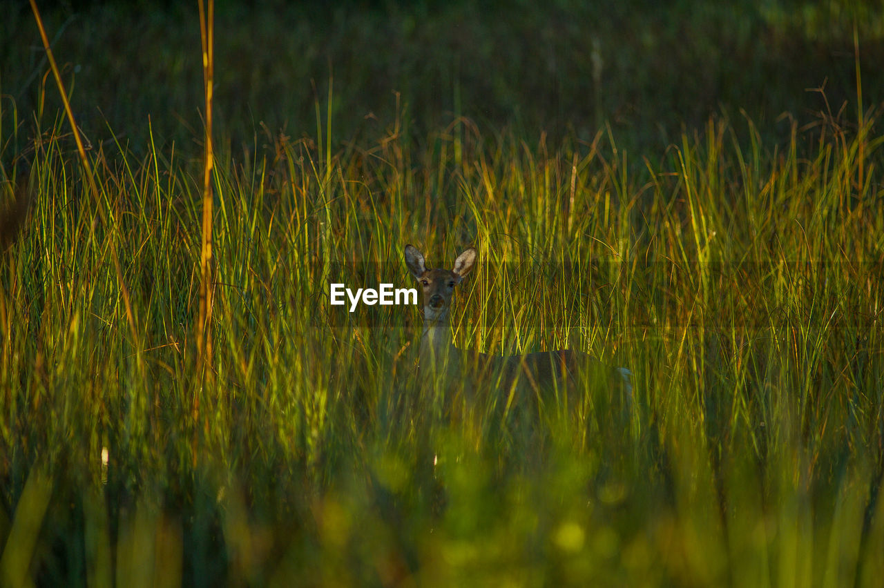 View of deer on field