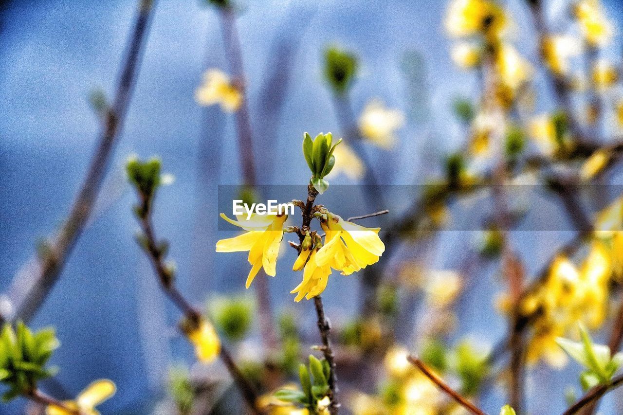 CLOSE-UP OF INSECT POLLINATING ON YELLOW FLOWERS