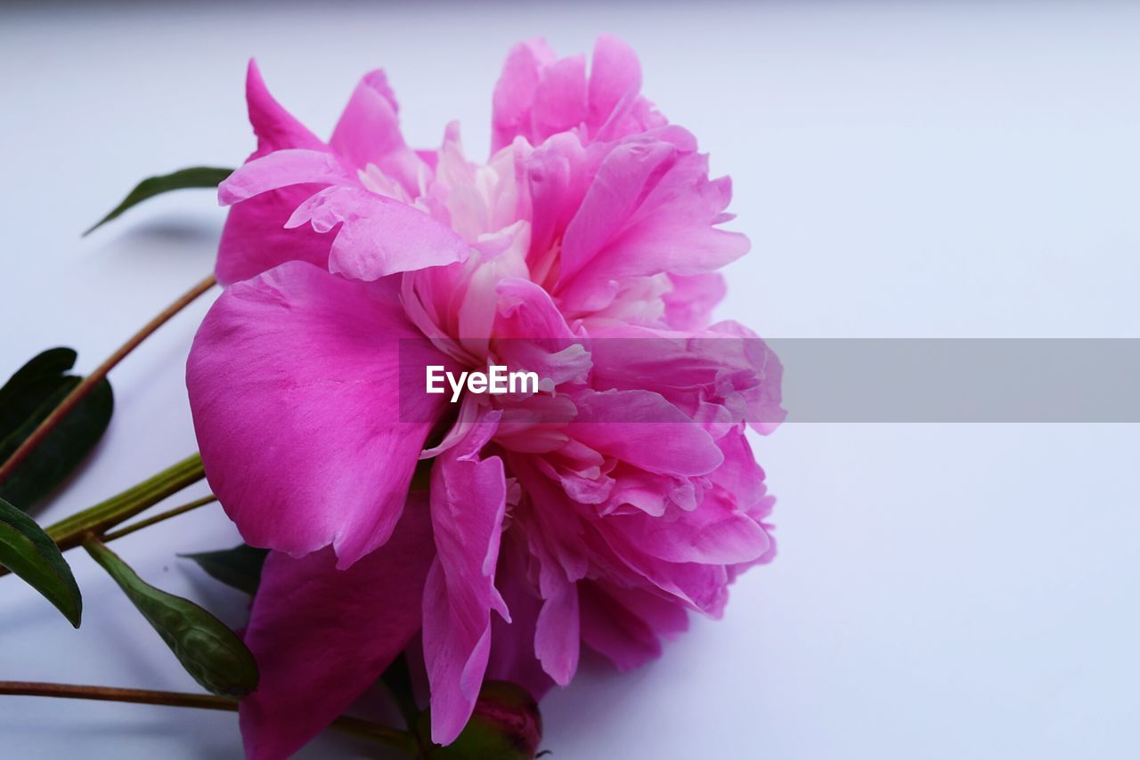 CLOSE-UP OF PINK FLOWER