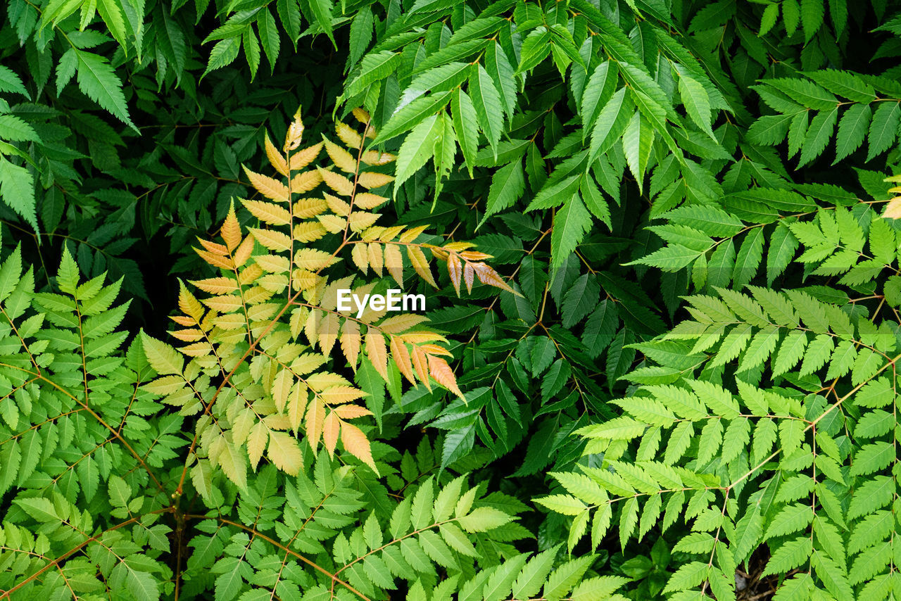 Full frame shot of green plants