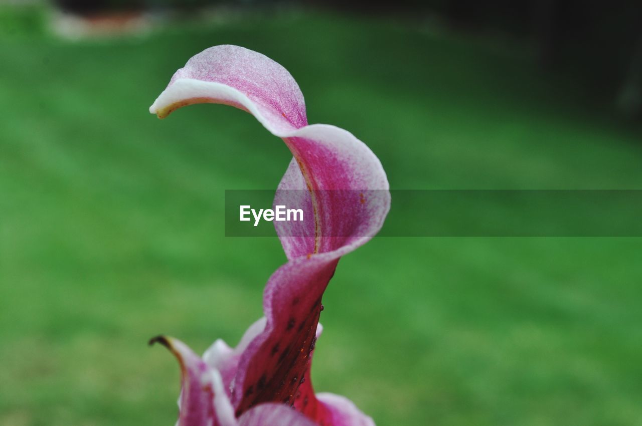 CLOSE-UP OF FLOWER BLOOMING