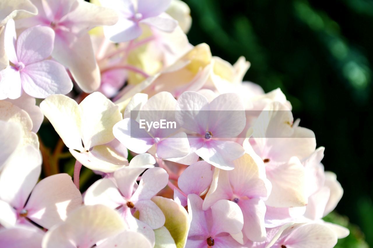 Close-up of pink hydrangea blooming outdoors