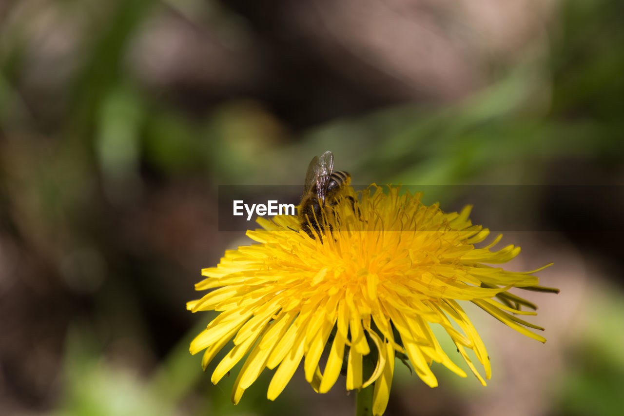 CLOSE-UP OF BEE POLLINATING FLOWER