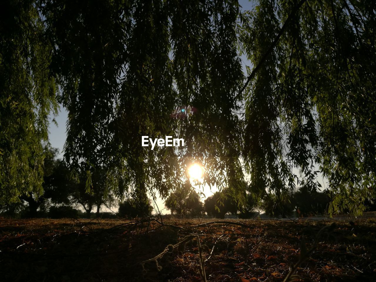 TREES ON FIELD AT NIGHT