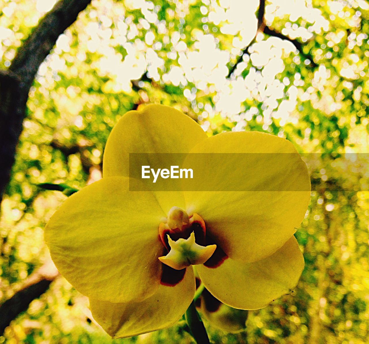 MACRO SHOT OF YELLOW FLOWER