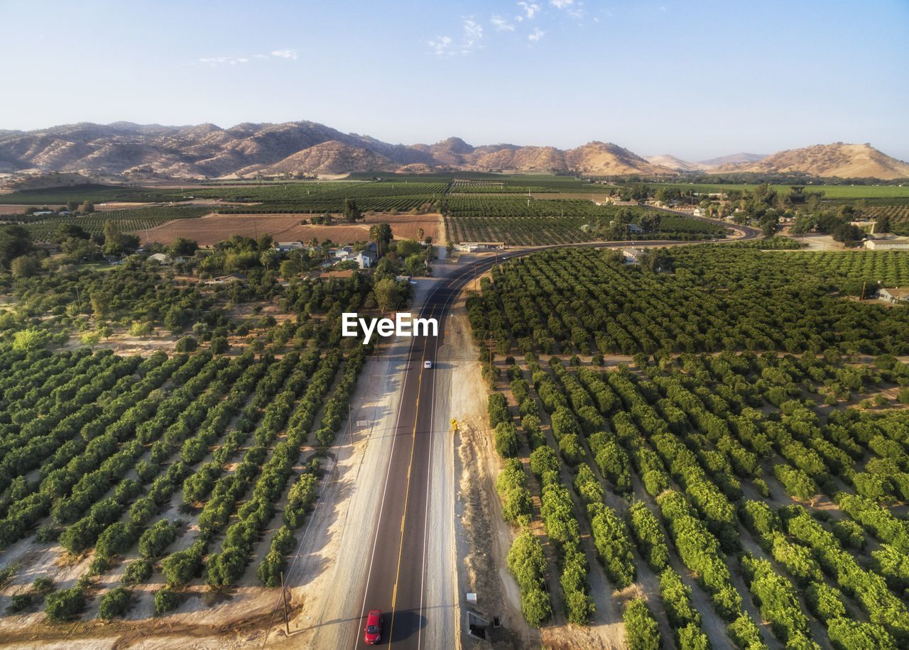 High angle view of trees on field