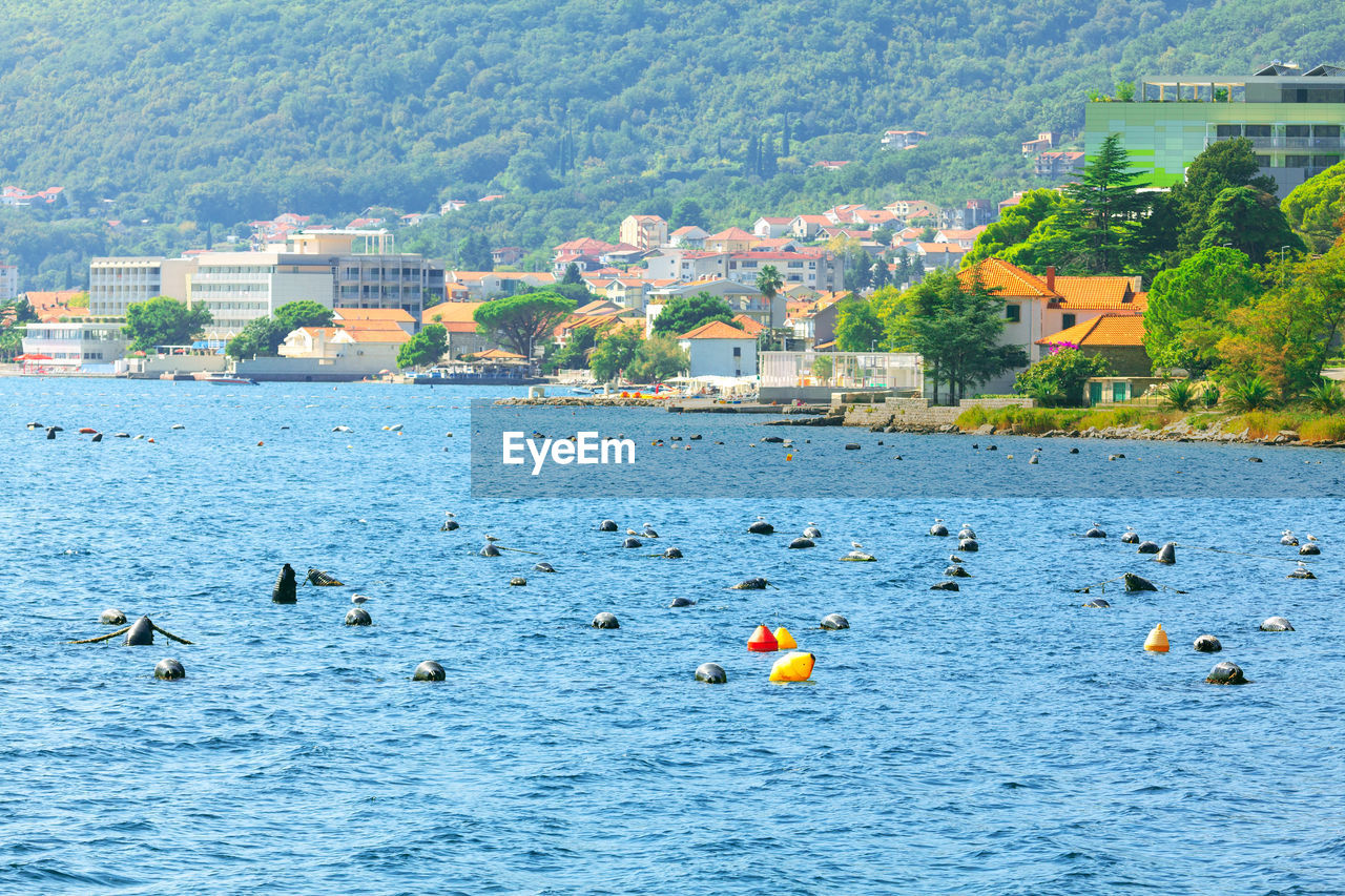 Bijela coastal town in montenegro . hotels and beach on the kotor bay . oyster and shellfish farming