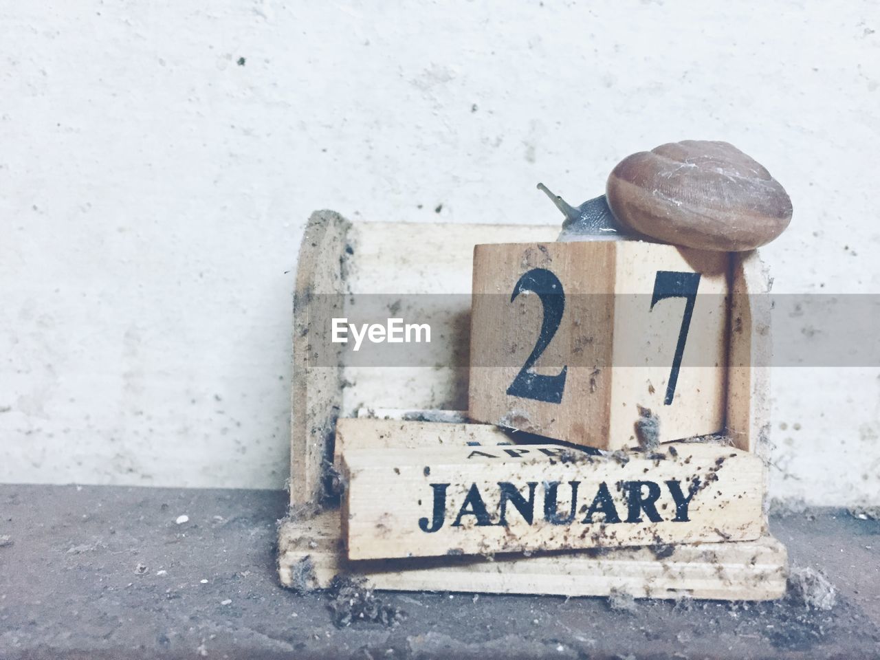 Close-up of snail on broken calendar