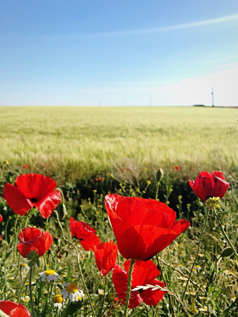 Close-up of poppy growing in field