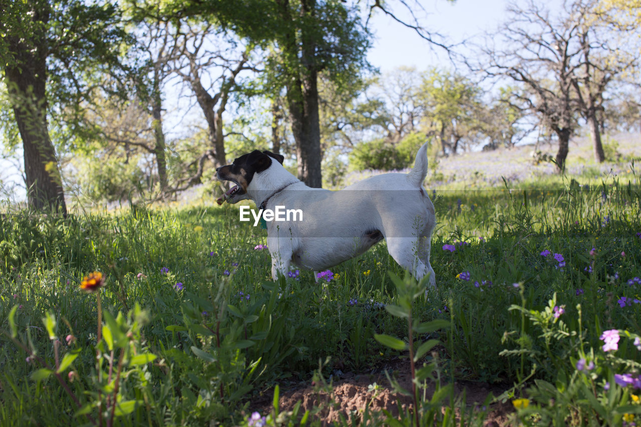 DOG ON FIELD BY TREE