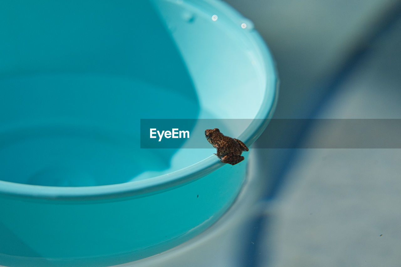 CLOSE-UP OF SNAIL ON BLUE WATER