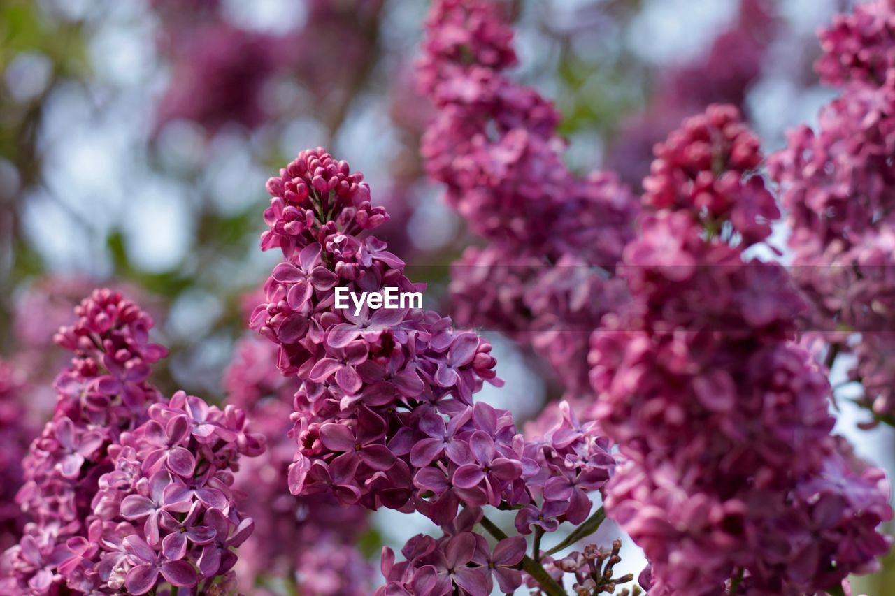 CLOSE-UP OF PINK CHERRY BLOSSOMS