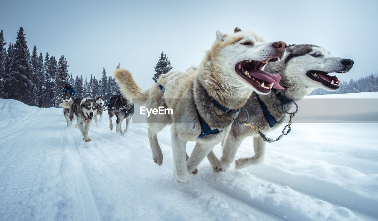 Wide-angle shot of sled-dogs running on snowy trail