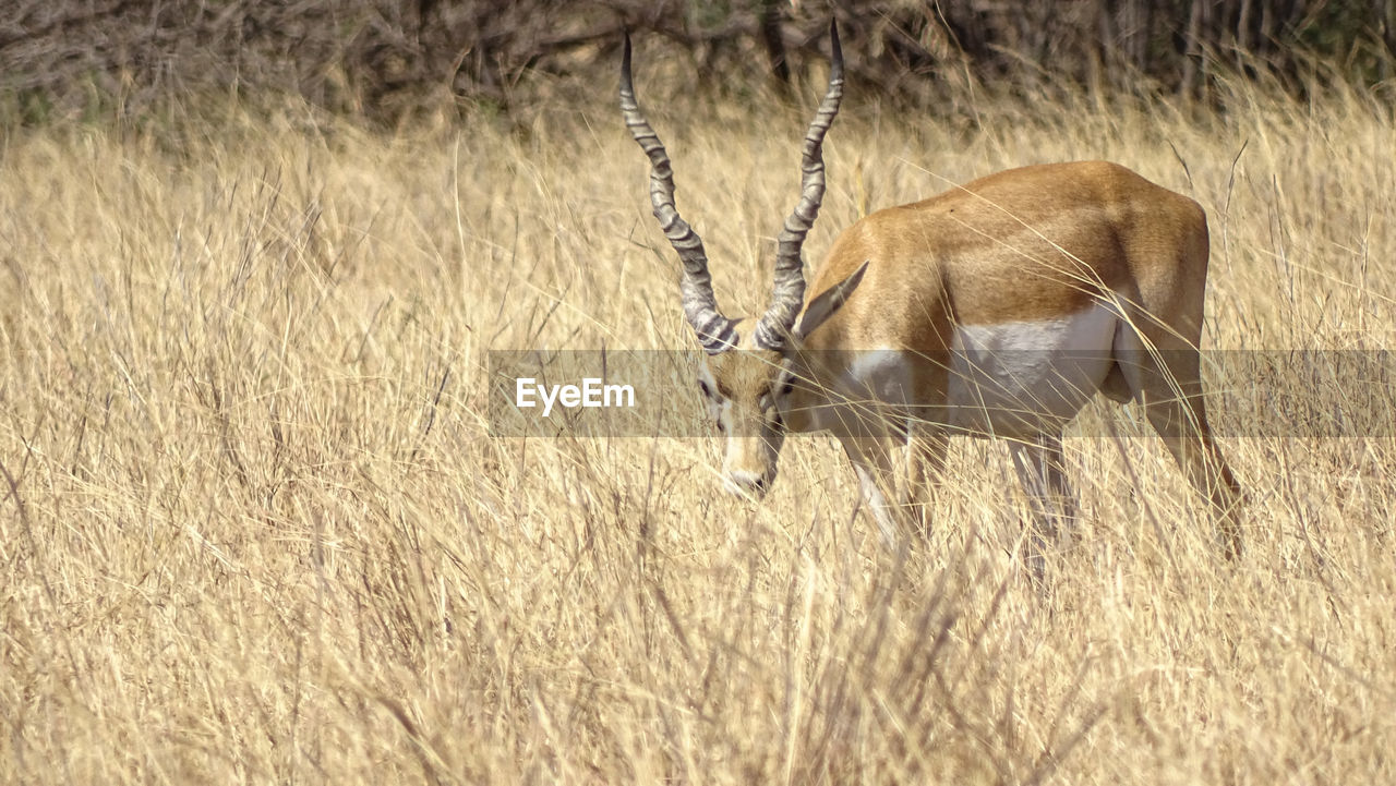 VIEW OF DEER IN FIELD