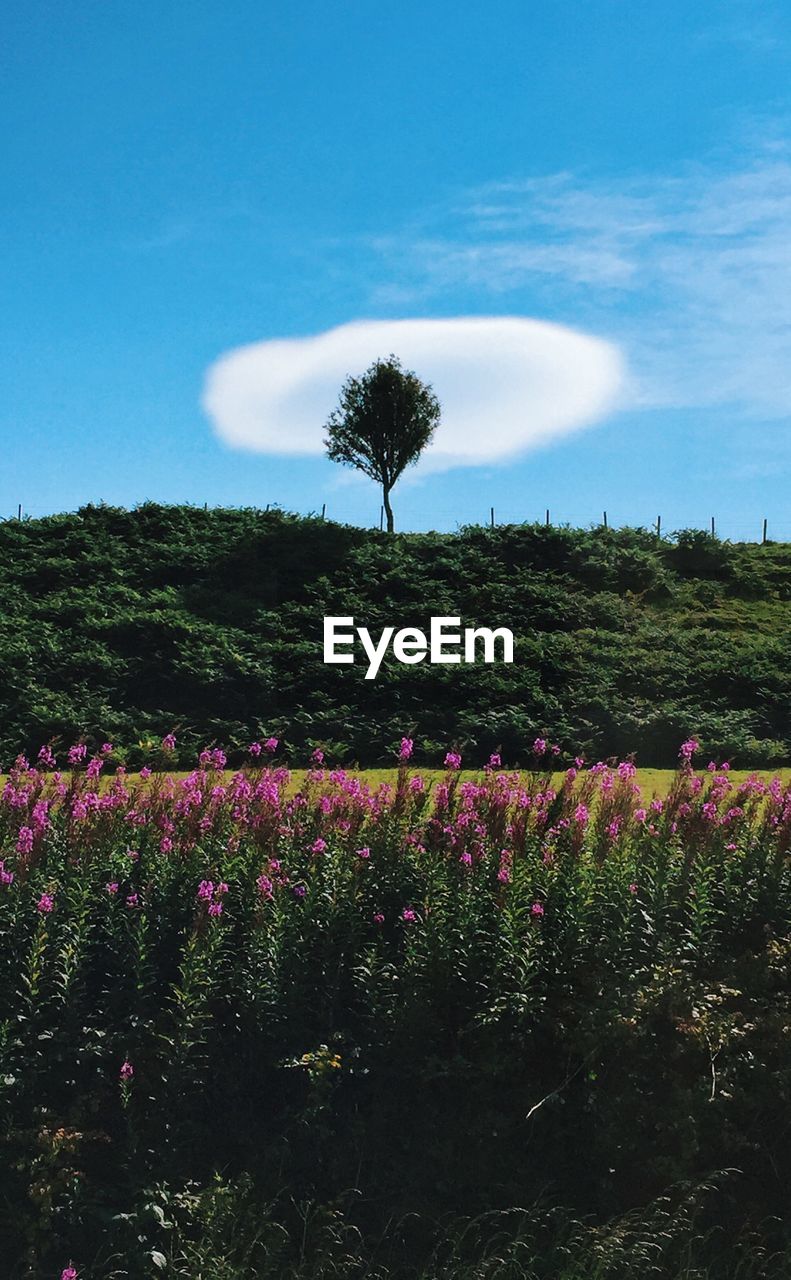 Purple flowers blooming on field by trees against sky