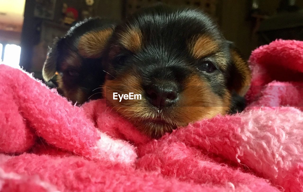 Close-up portrait of dog at home