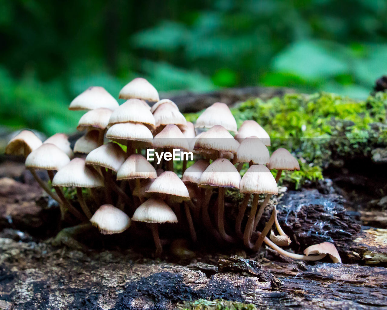 CLOSE-UP OF MUSHROOMS ON WOOD IN FOREST