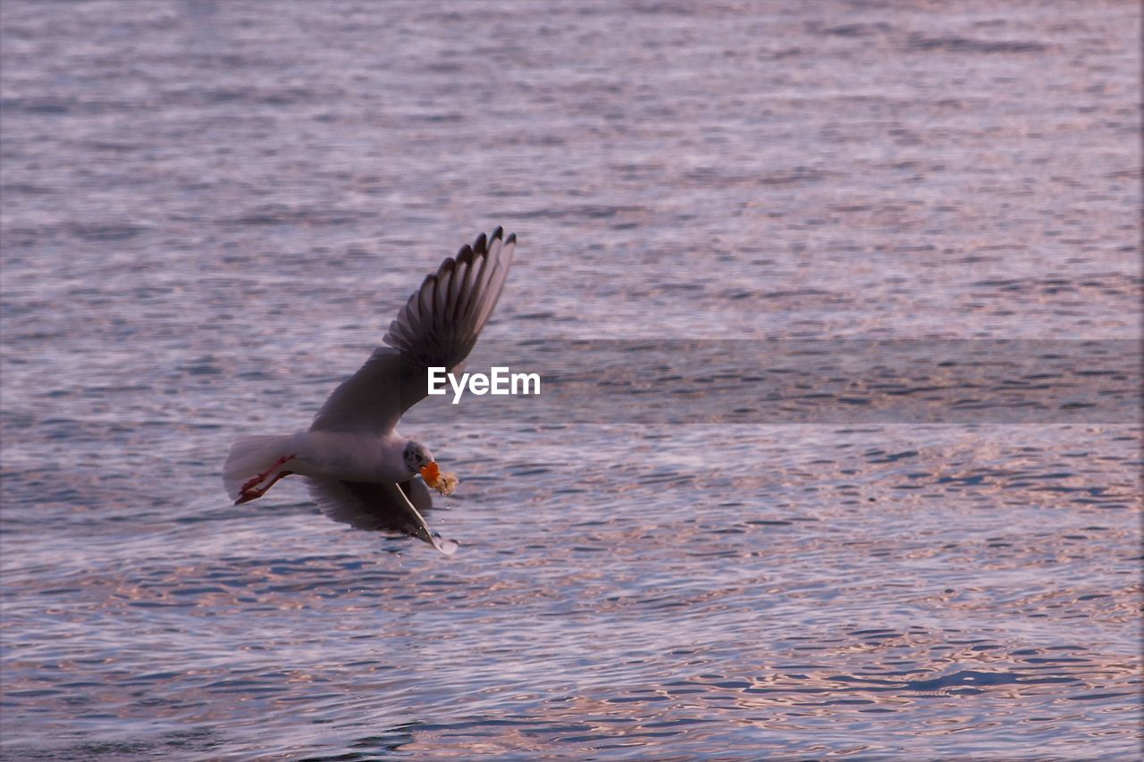 BIRD FLYING OVER SEA