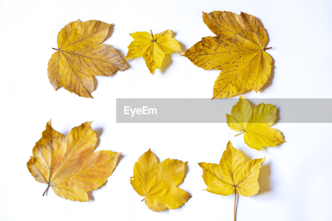 HIGH ANGLE VIEW OF YELLOW MAPLE LEAVES ON WHITE BACKGROUND