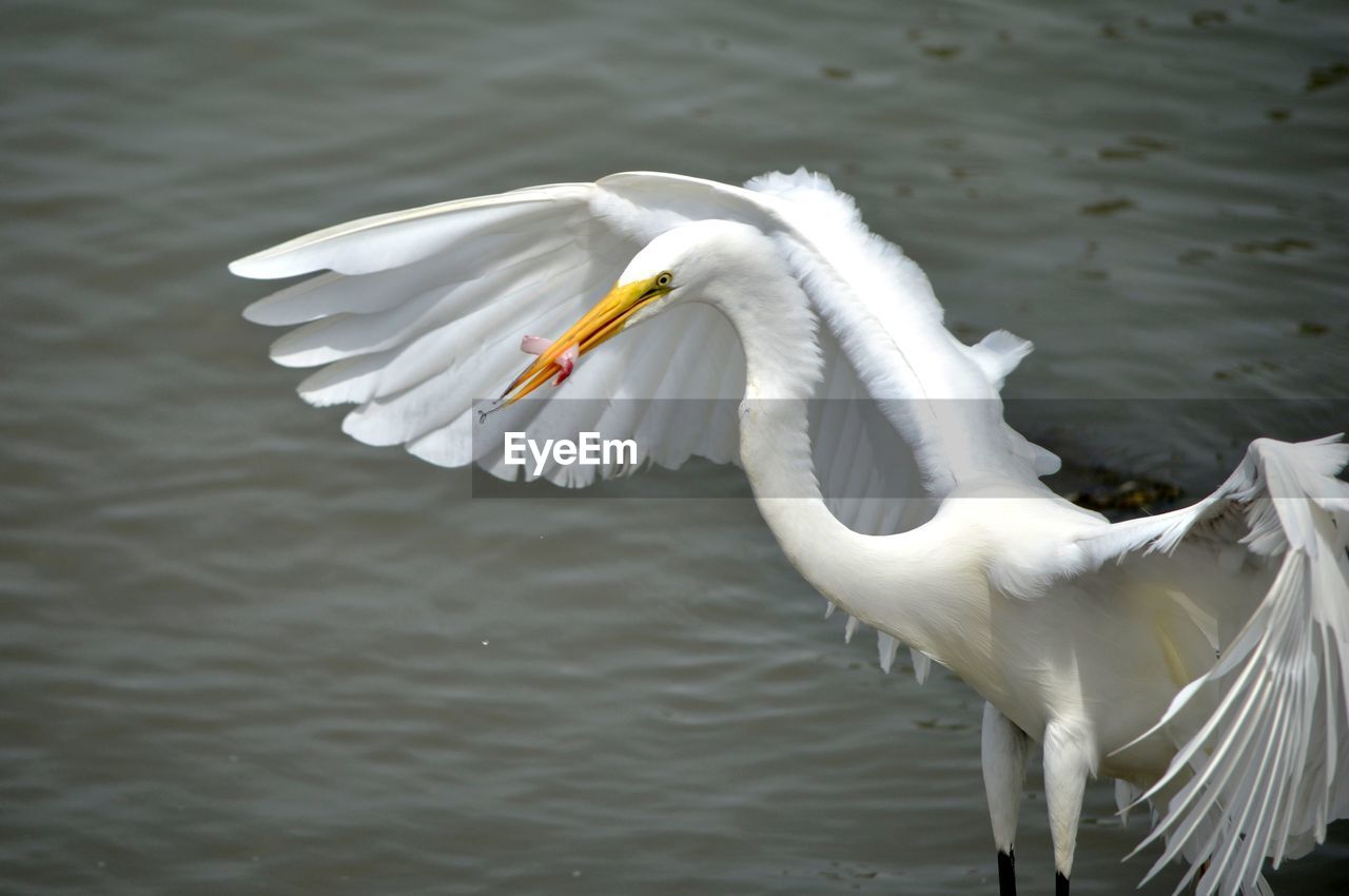 Great egret standing with wings spread open