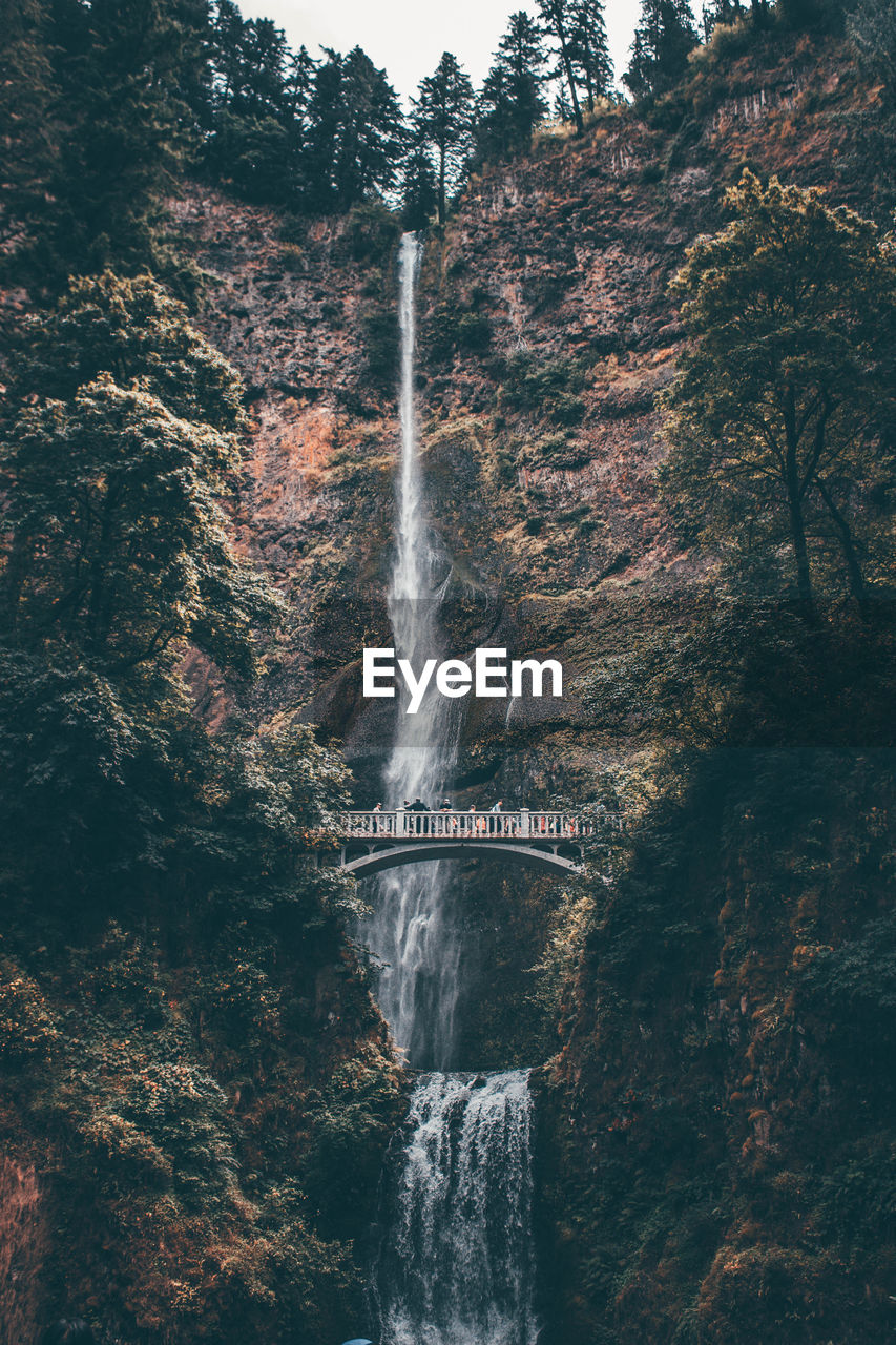 Low angle view of waterfall in forest