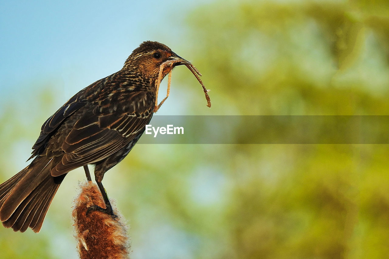 CLOSE-UP OF A BIRD PERCHING ON A PLANT