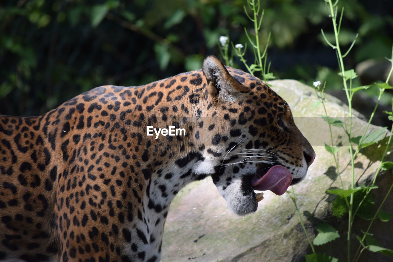 CLOSE-UP OF TIGER AGAINST BLURRED BACKGROUND