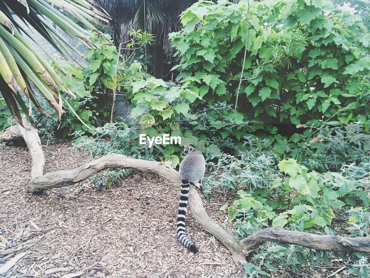 High angle view of lemur in melbourne zoo
