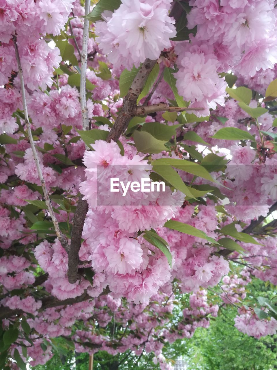 CLOSE-UP OF PINK FLOWERS BLOOMING IN SPRING