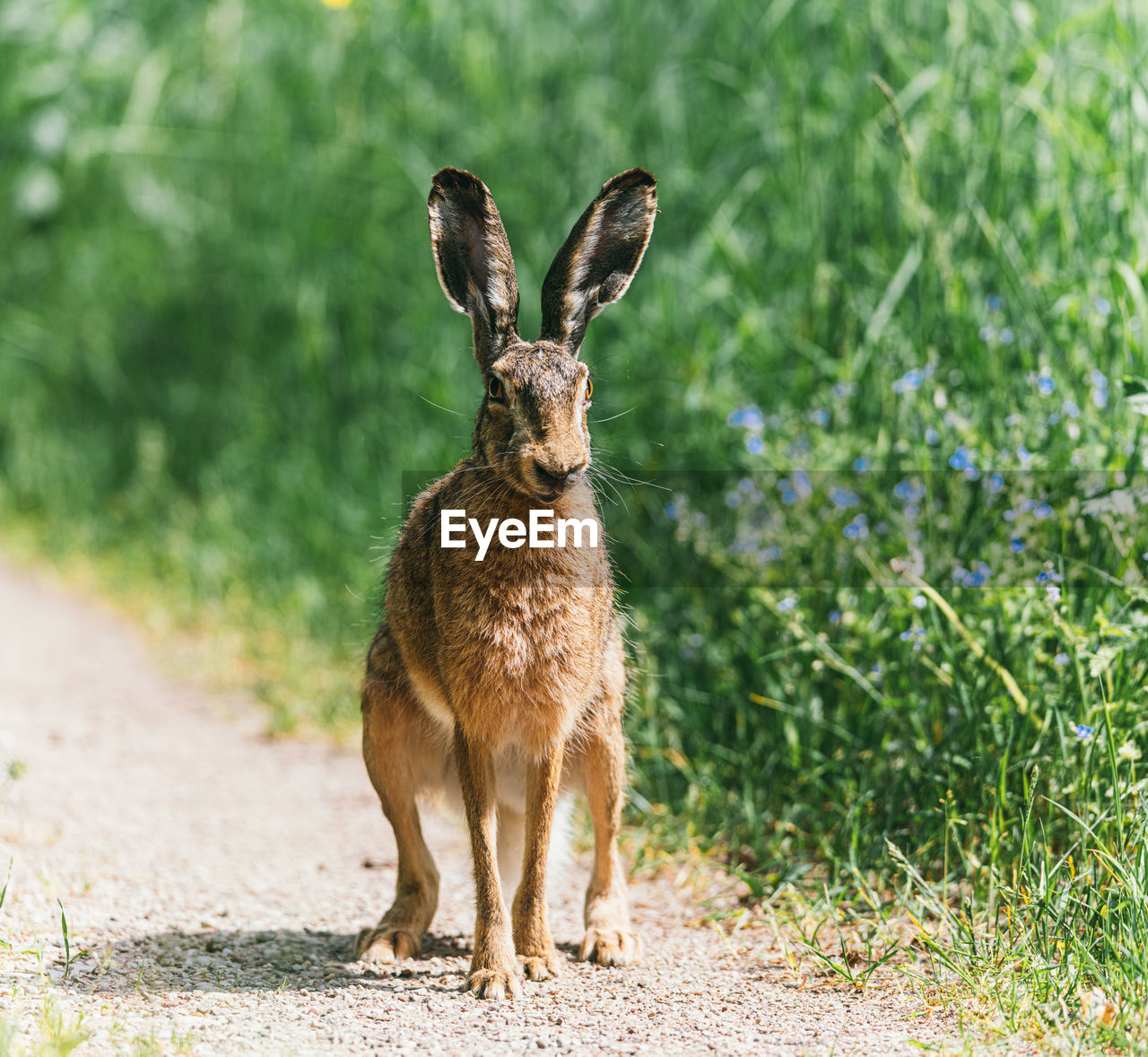 Portrait of rabbit on field