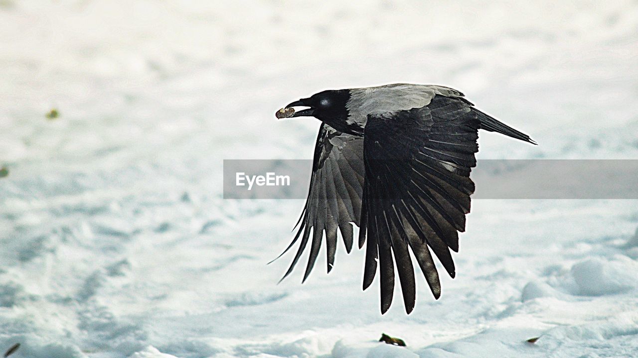 CLOSE-UP OF BIRD FLYING OVER SNOW